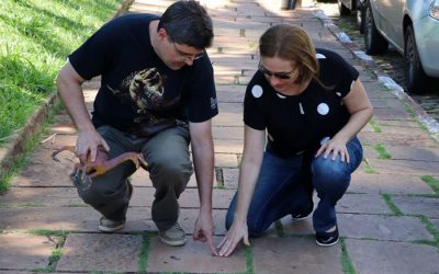 Parque Infantil abriga dezenas de pegadas de dinossauros