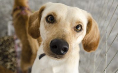 Parque Infantil recebe Feira de Adoção de Animais neste final de semana