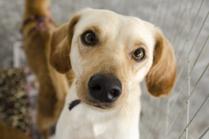 Parque Infantil recebe Feira de Adoção de Animais neste final de semana
