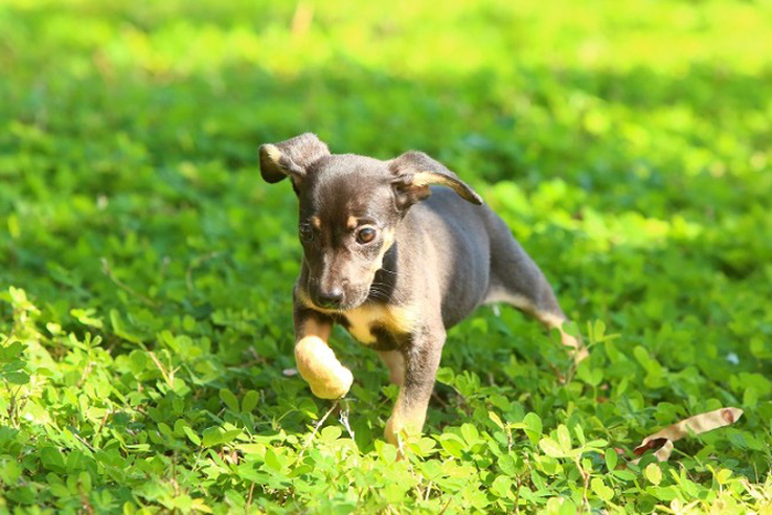 Parque Infantil recebe Feirinha de Adoção de Animais