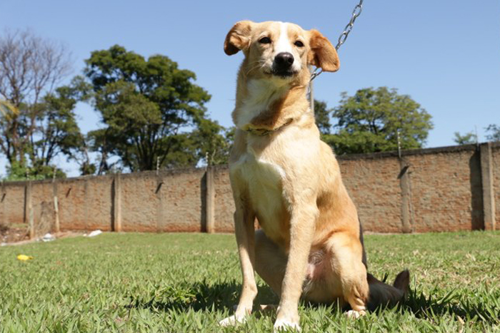 Quinta-feira (05) tem Feira de Adoção de Animais no Parque Infantil