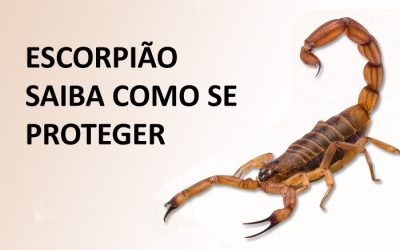 Escorpião – saiba como se proteger