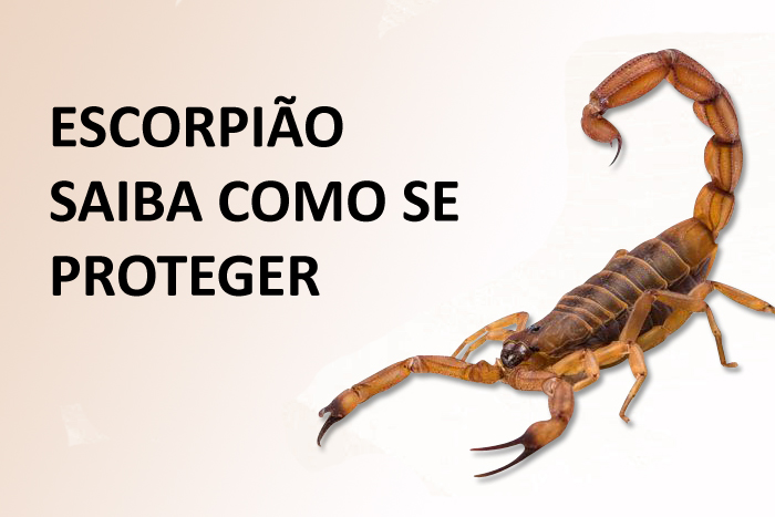 Escorpião – saiba como se proteger