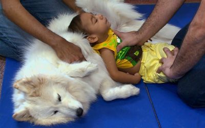 Prefeitura tenta nova contratação de serviço de Cãoterapia