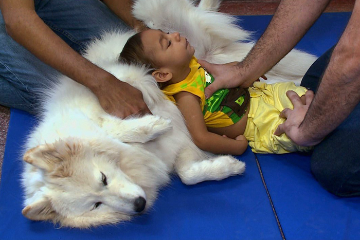 Prefeitura tenta nova contratação de serviço de Cãoterapia