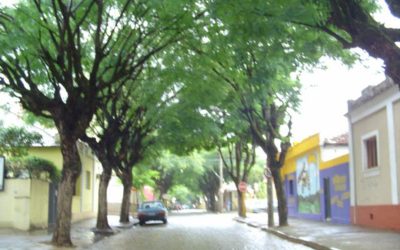 Poda de árvores na Av. Espanha