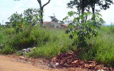 Moradores do CECAP pedem diversar melhorias no bairro
