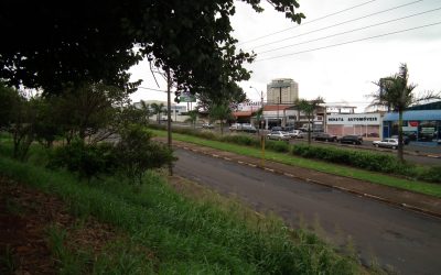 Juliana Damus solicita limpeza e poda de árvores no Jardim Ártico