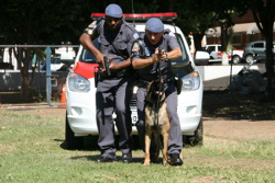 Polícia Militar inova com cães especiais na busca por desaparecidos, diz Juliana Damus