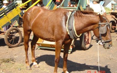 Busca de informações sobre abandono de animais