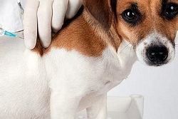 Domingo é dia de vacinar os cães contra a Cinomose