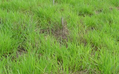 Manutenção das mudas de árvores nativas e frutíferas plantadas na nascente do Córrego Caixa D